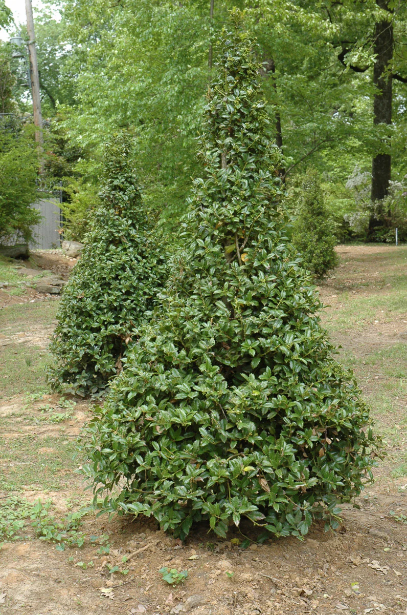 Holly, Castle Spire (female) - Image 2
