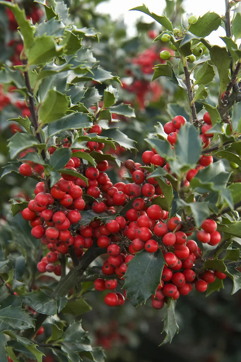 Holly, Royal Combo
