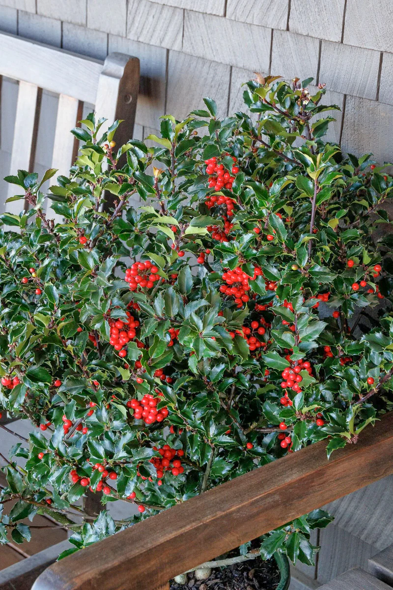 Holly, Royal Combo - Image 2