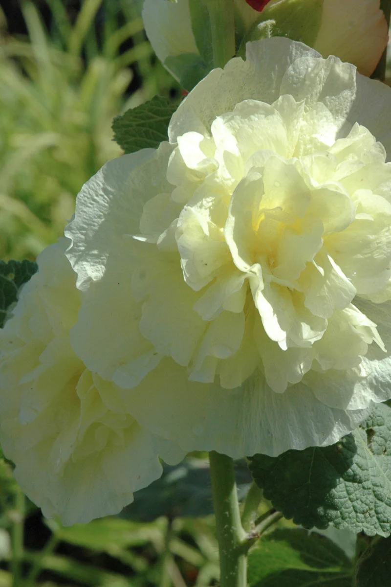 Hollyhock, Chater's Golden Yellow 1 Quart