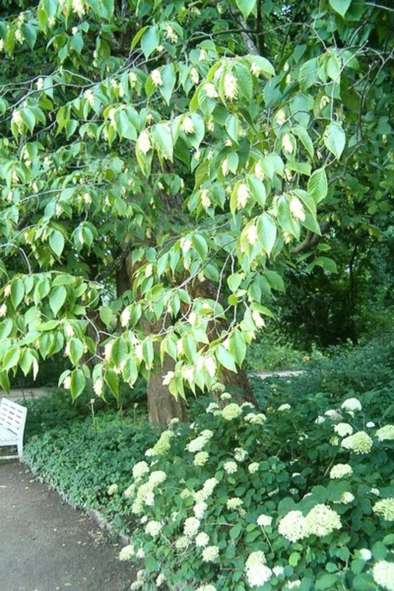 Hophornbeam, American