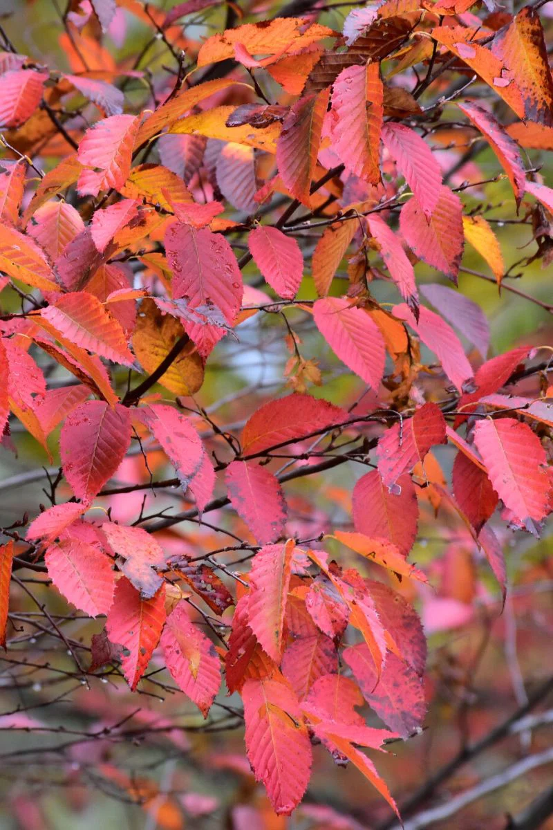 Hornbeam, American - Image 2