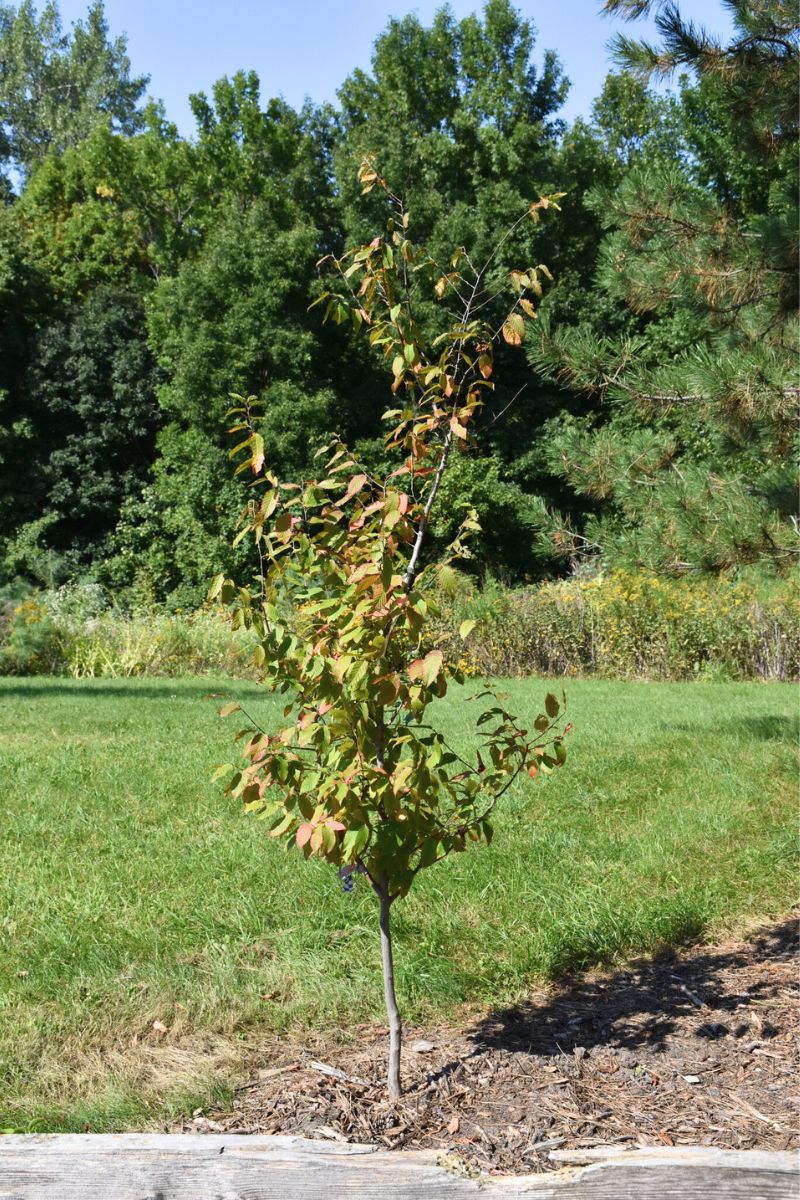 Hornbeam,  Fire King