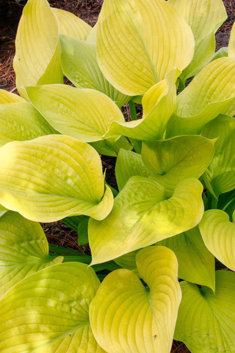 Hosta, Age of Gold