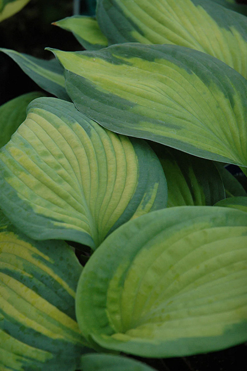 Hosta, Brother Stephan