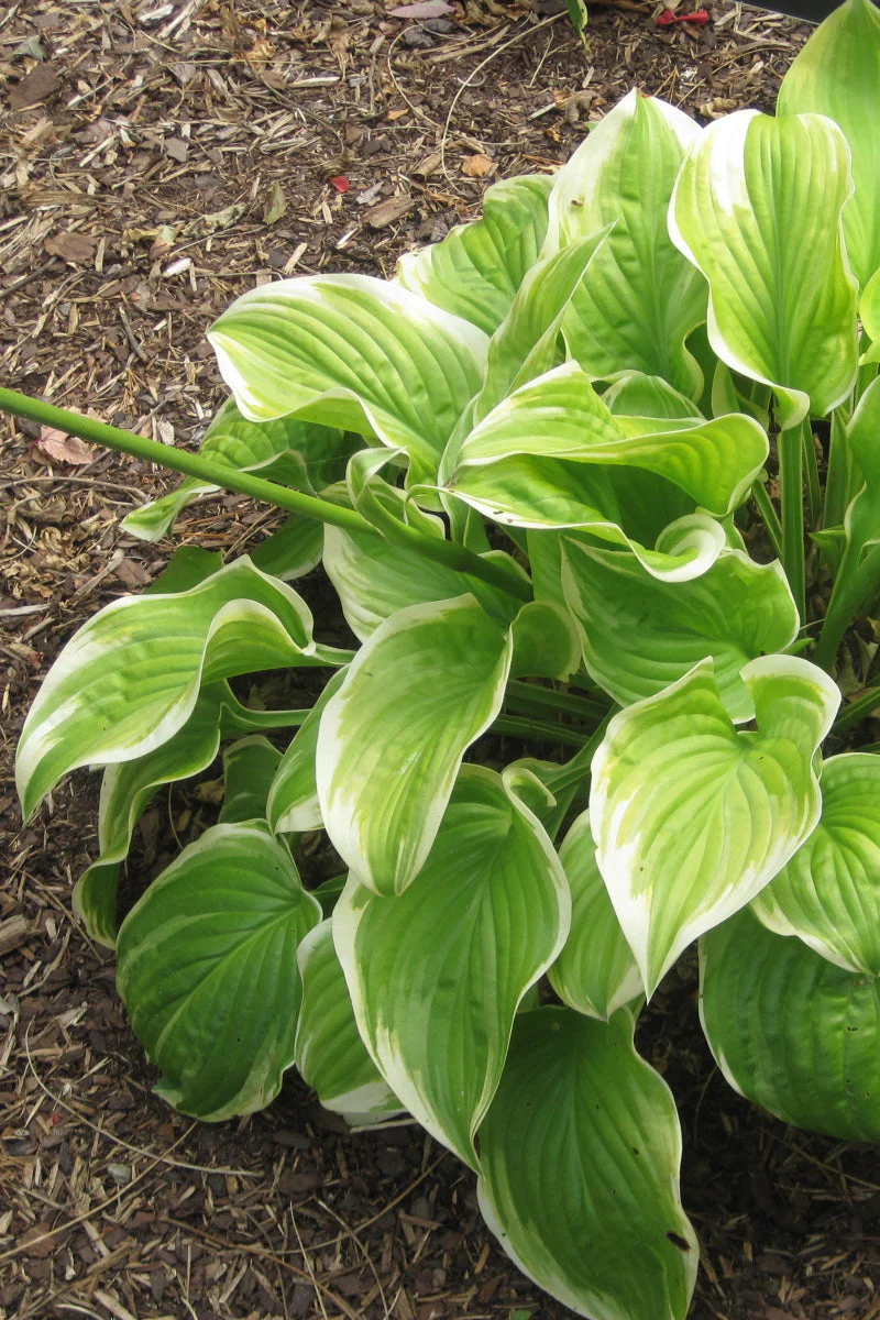 Hosta, Fragrant Bouquet