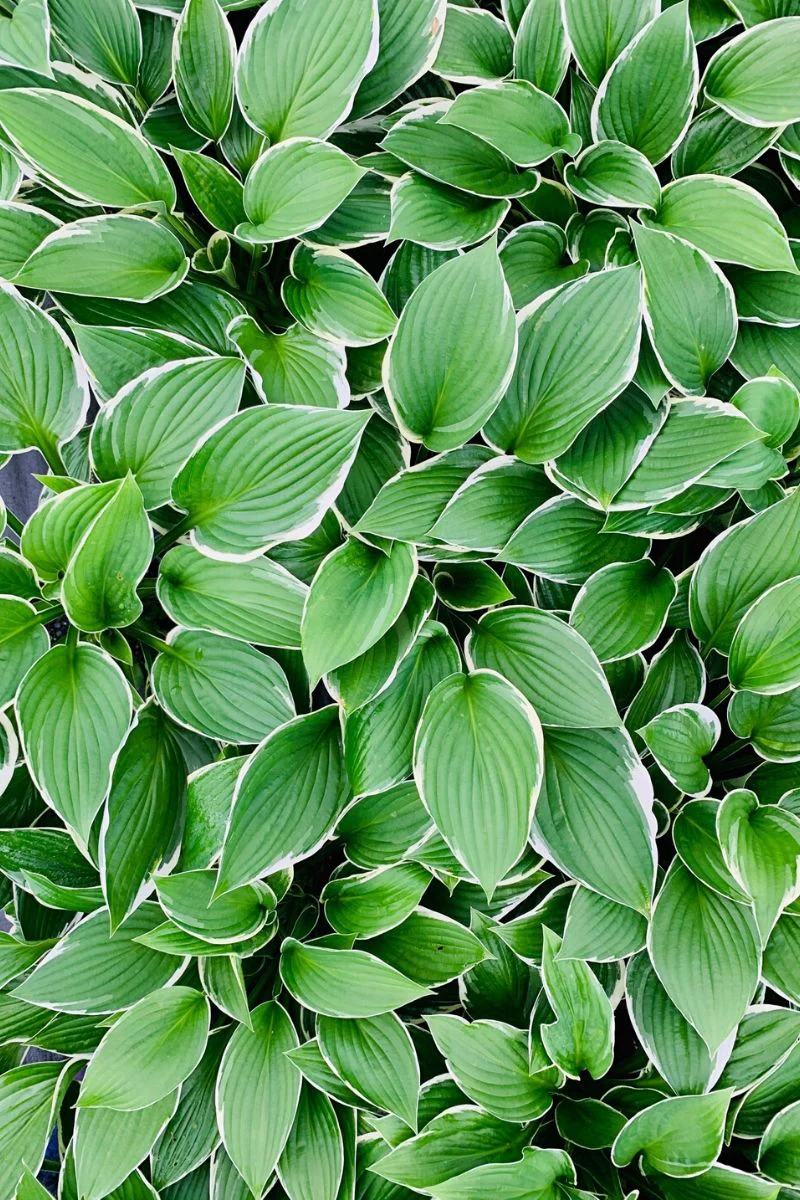 Hosta, Francee
