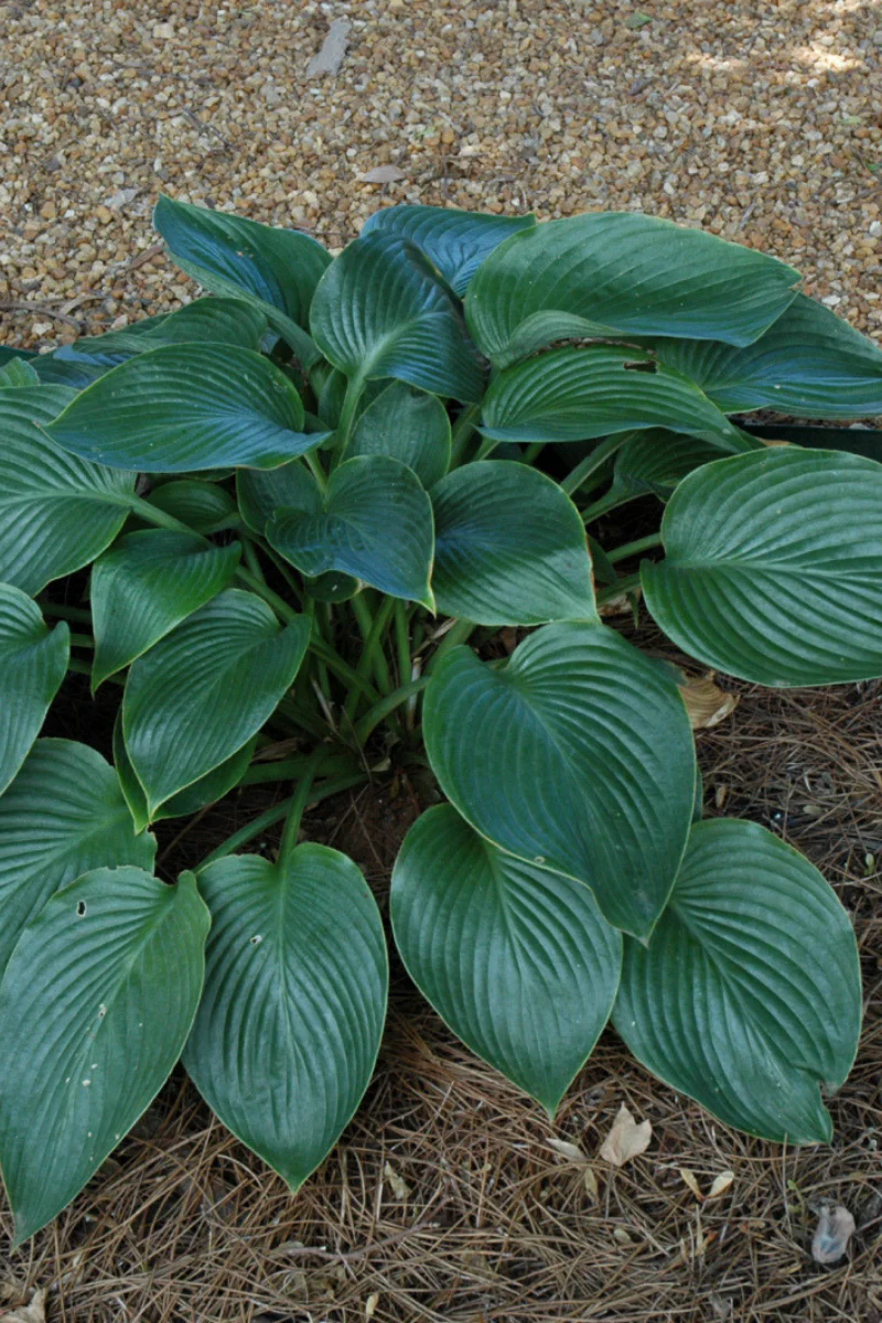 Hosta, Hudson Bay