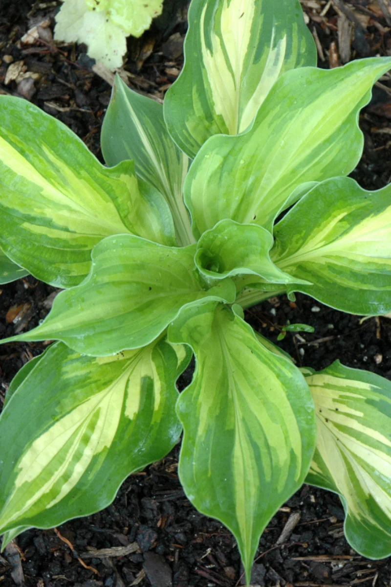 Hosta, Lkside Paisley Print
