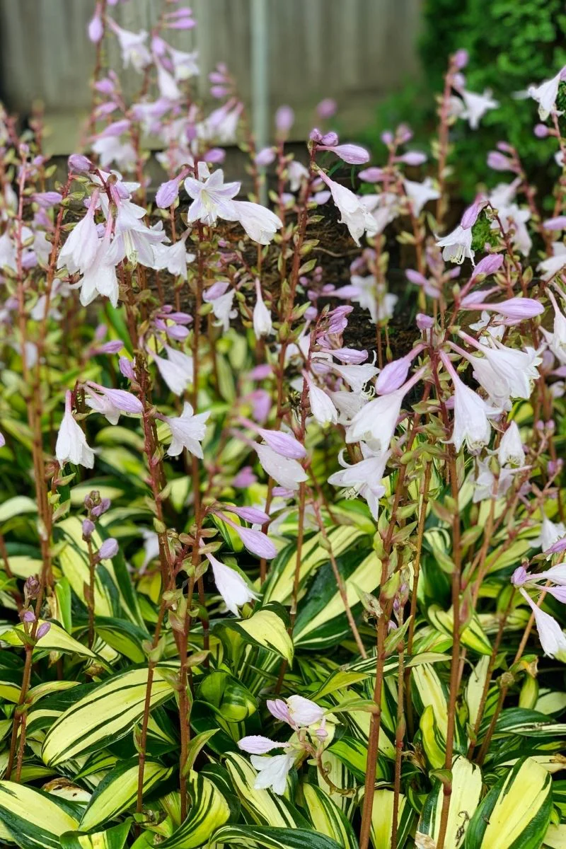 Hosta, Rainbow's End