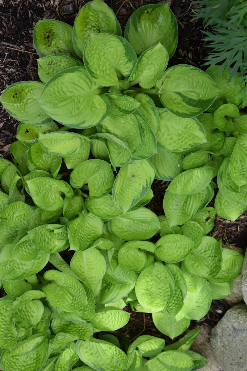 Hosta, Rainforest Sunrise