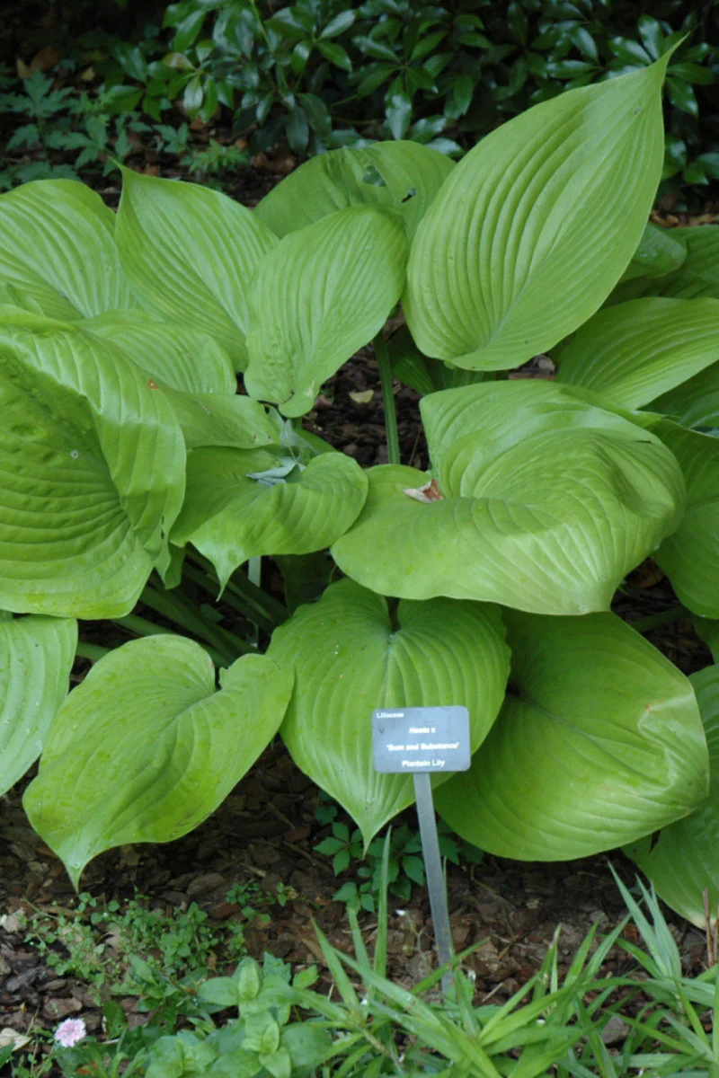 Hosta, Sum And Substance