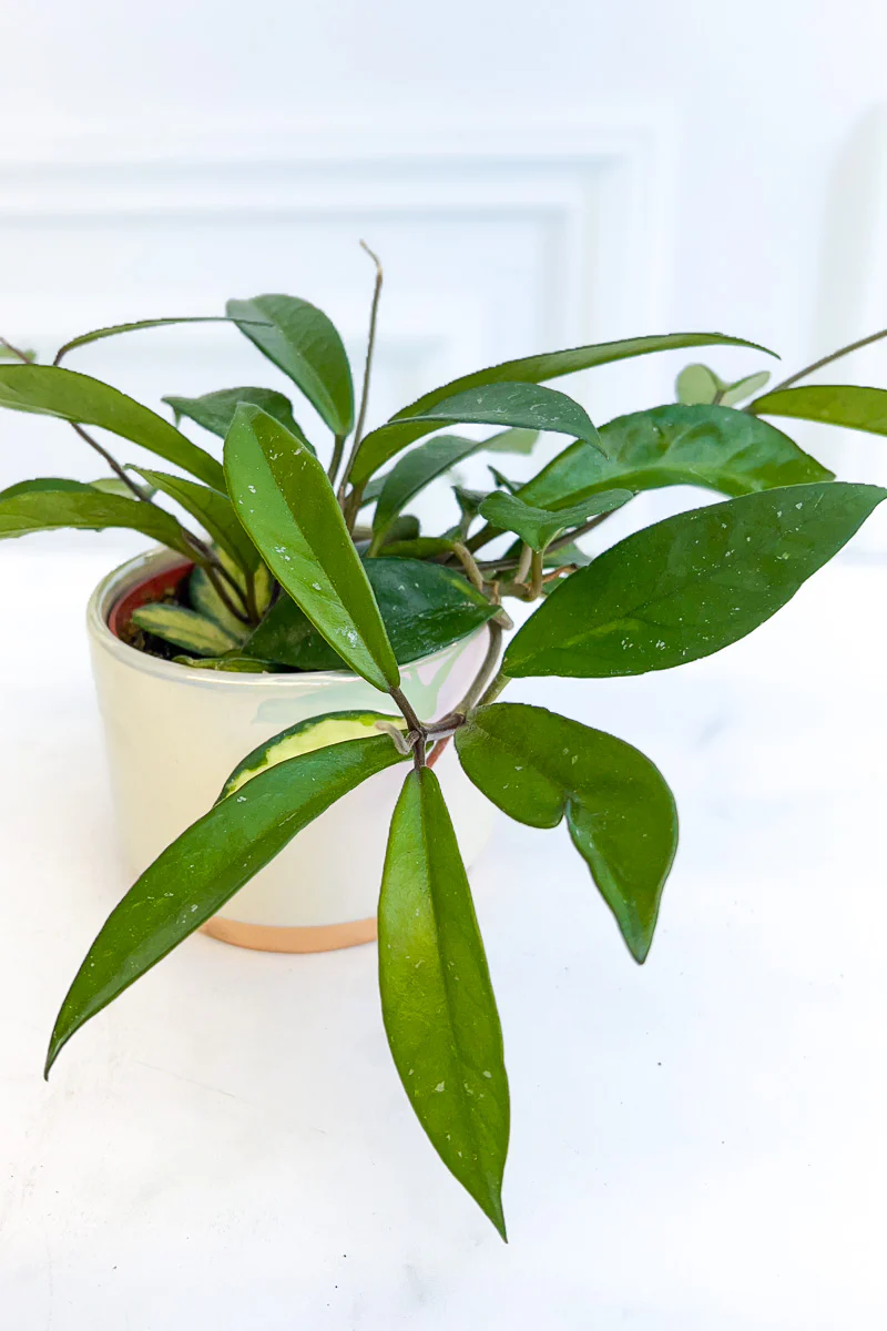 Hoya, Carnosa Variegated 4" - Image 2