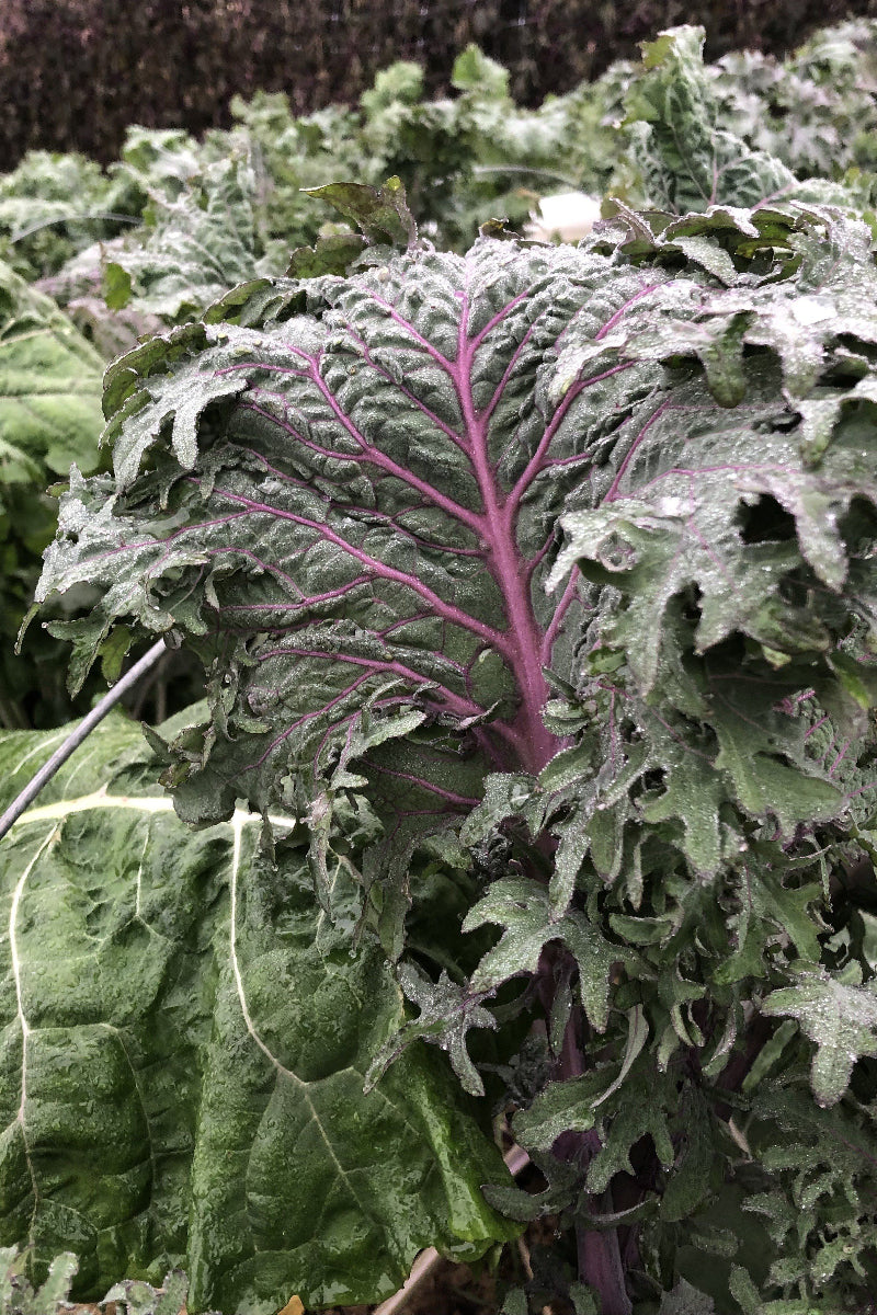 Hudson Valley Seed Co. All Stars Kale Seeds - Image 2