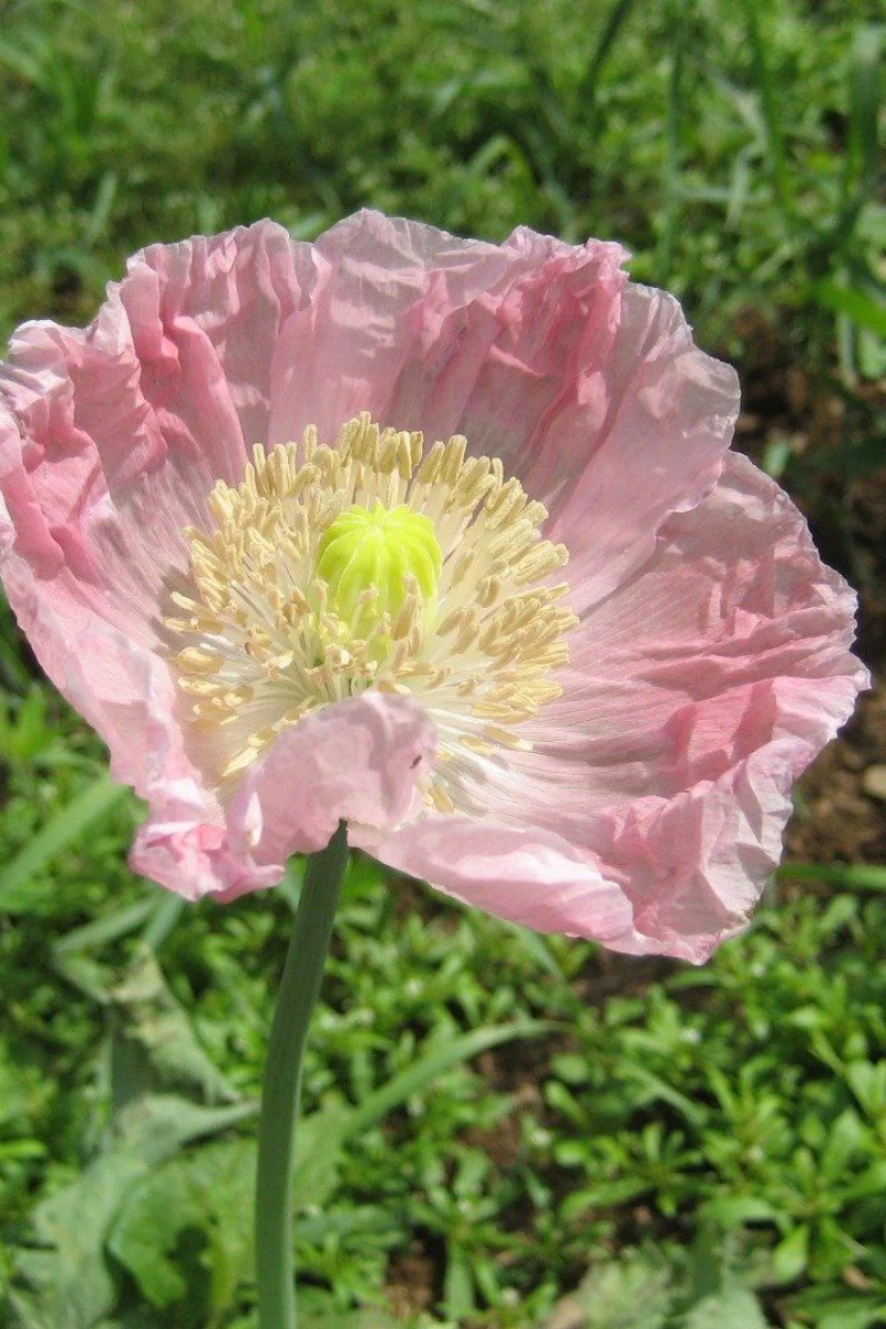 Hudson Valley Seed Co. Breadseed Poppy Seeds - Image 2