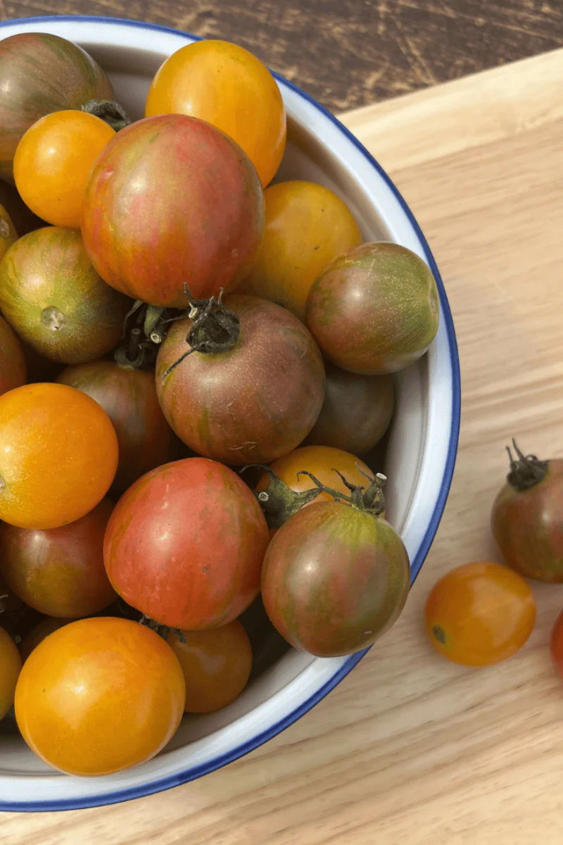 Hudson Valley Seed Co. Bumble Bee Mix Cherry Tomato Seeds - Image 2