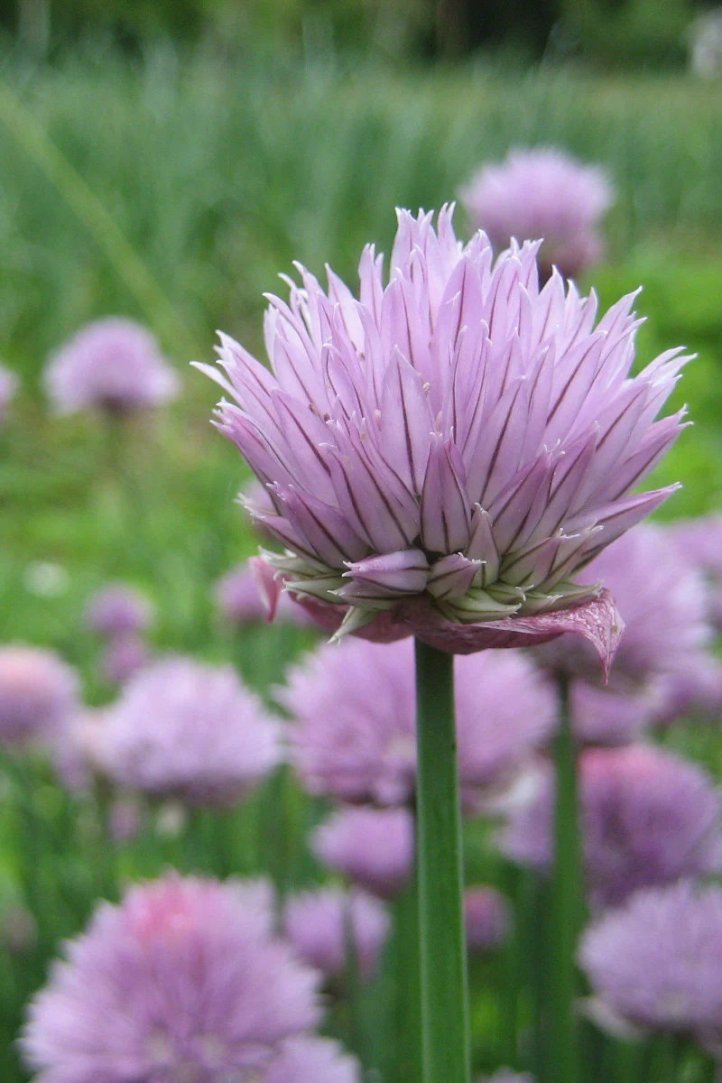 Hudson Valley Seed Co. Chive Seeds - Image 2