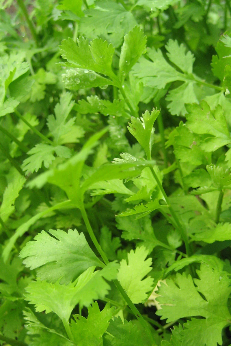 Hudson Valley Seed Co. Cilantro Seeds - Image 2