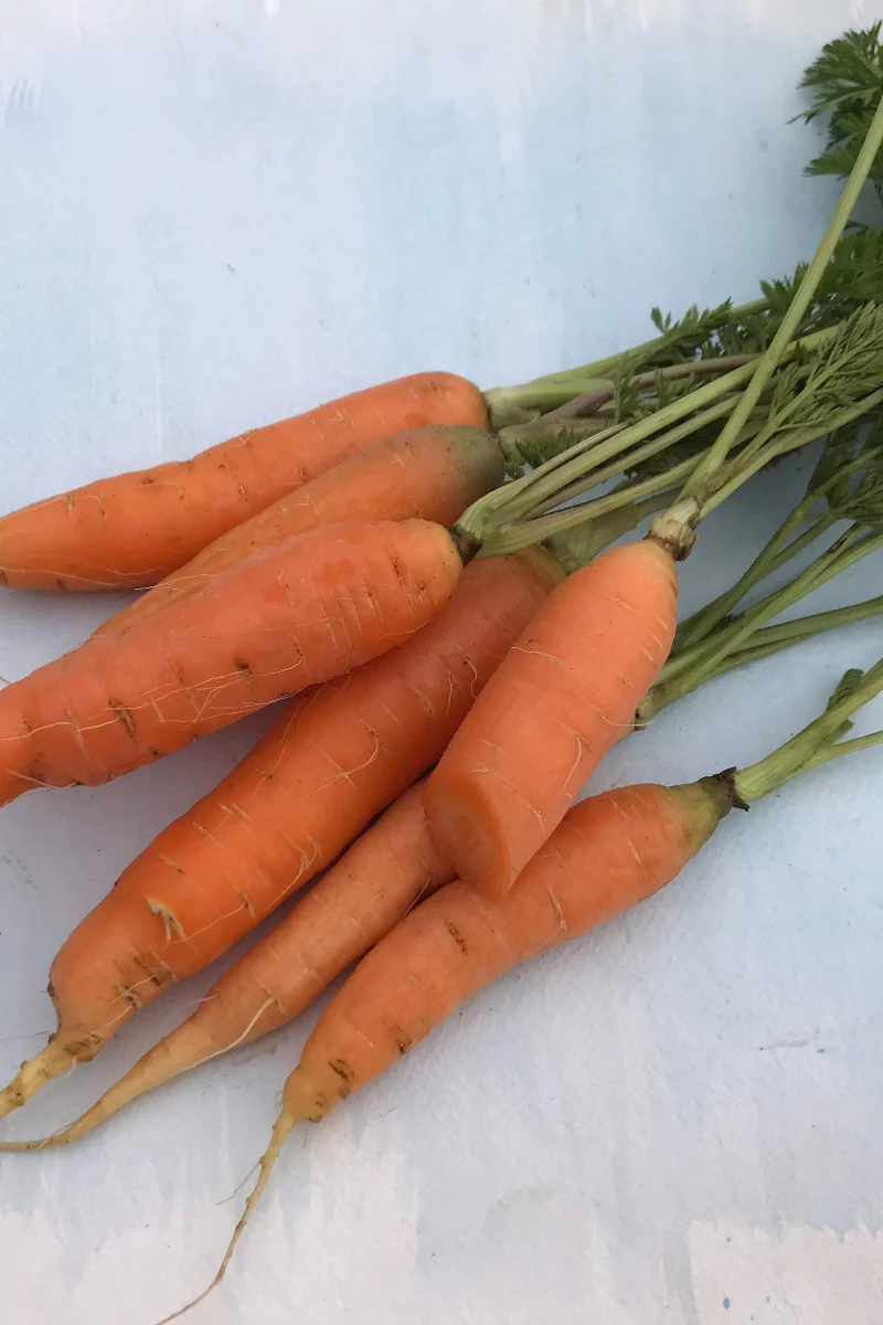 Hudson Valley Seed Co. Danvers Carrot Seeds - Image 2
