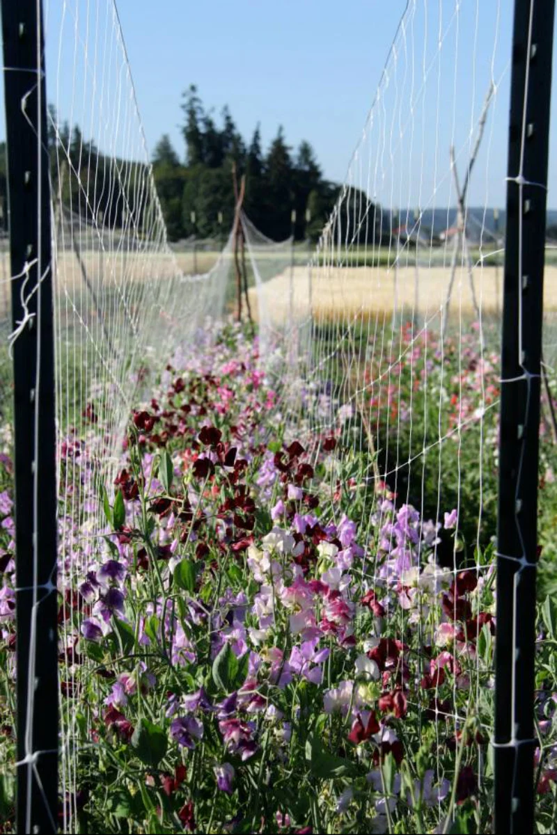Hudson Valley Seed Co. Finnriver Sweet Pea Seeds - Image 2