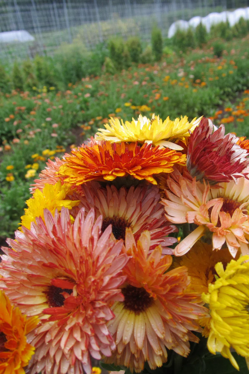 Hudson Valley Seed Co. Flashback Calendula Mix Seeds - Image 2