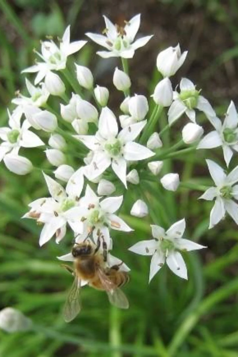 Hudson Valley Seed Co. Garlic Chives - Image 2