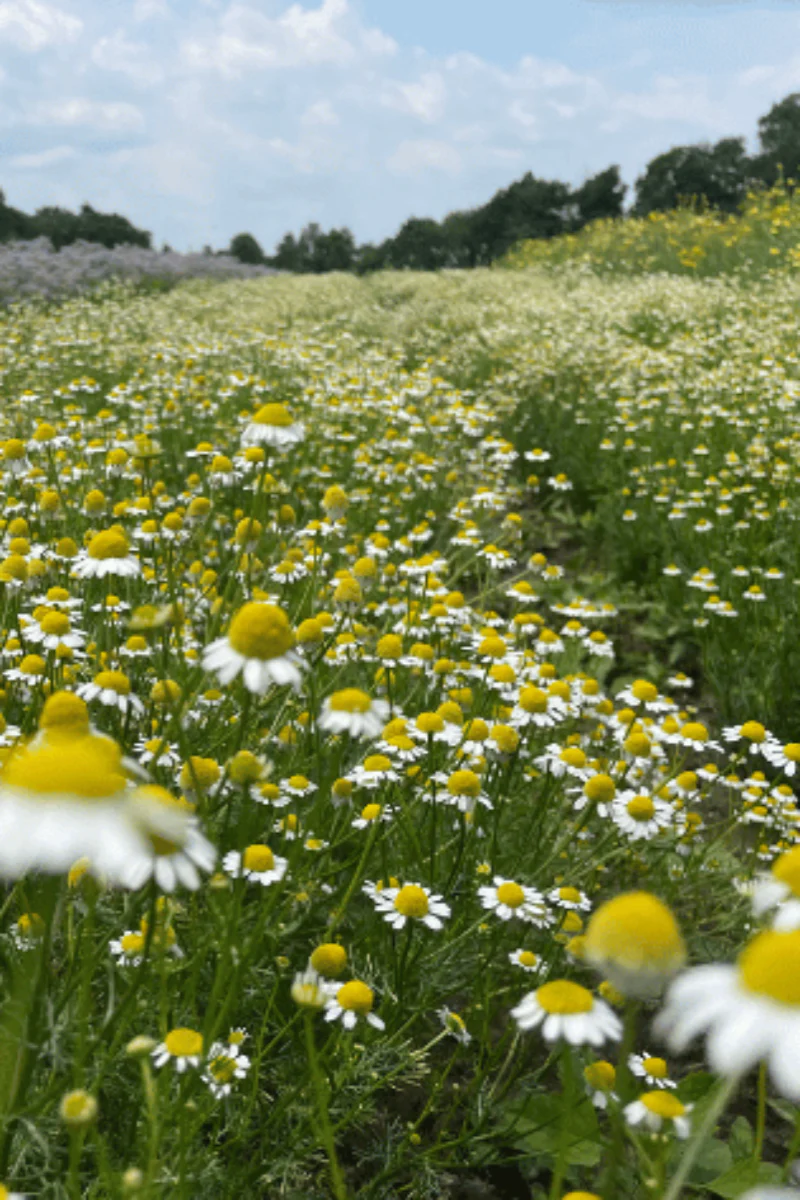 Hudson Valley Seed Co. German Chamomile Seeds - Image 2