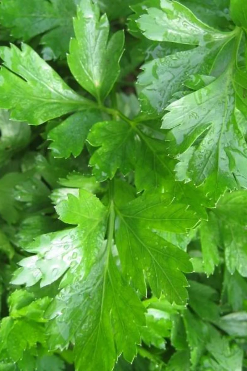 Hudson Valley Seed Co. Gigante d' Italia Parsley Seeds - Image 2