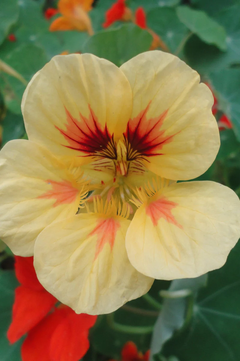 Hudson Valley Seed Co. Glorious Gleam Nasturtium Seeds - Image 2