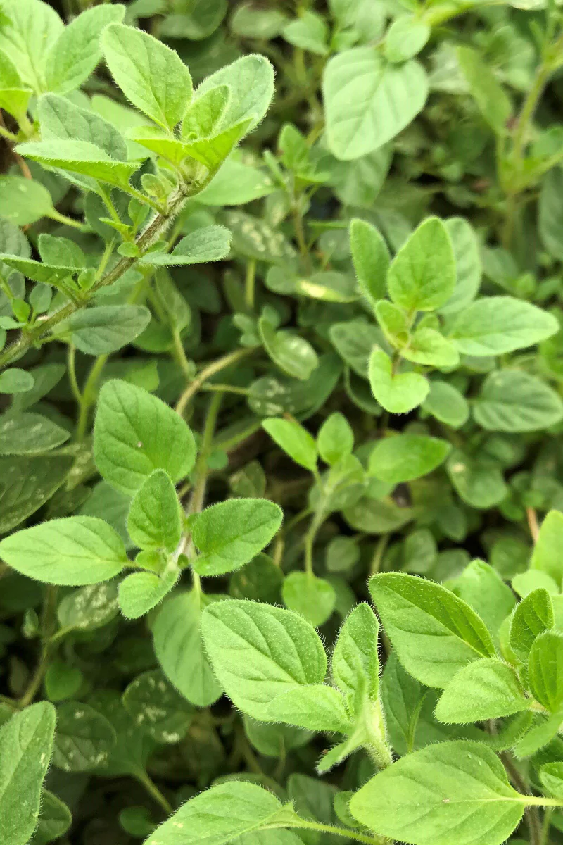 Hudson Valley Seed Co. Greek Oregano Seeds - Image 2