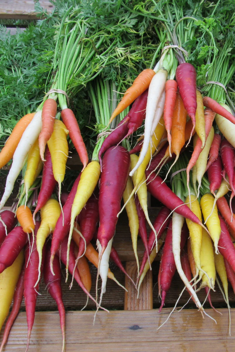 Hudson Valley Seed Co. Kaleidoscope Carrot Seeds - Image 2