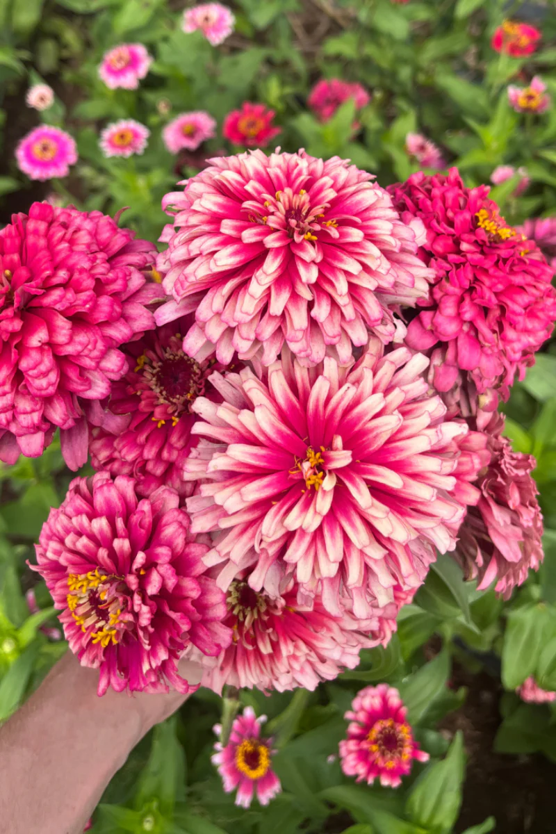 Hudson Valley Seed Co. Mazurkia Zinnia Seeds - Image 2