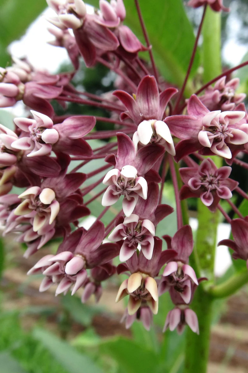 Hudson Valley Seed Co. Milkweed Seeds - Image 2