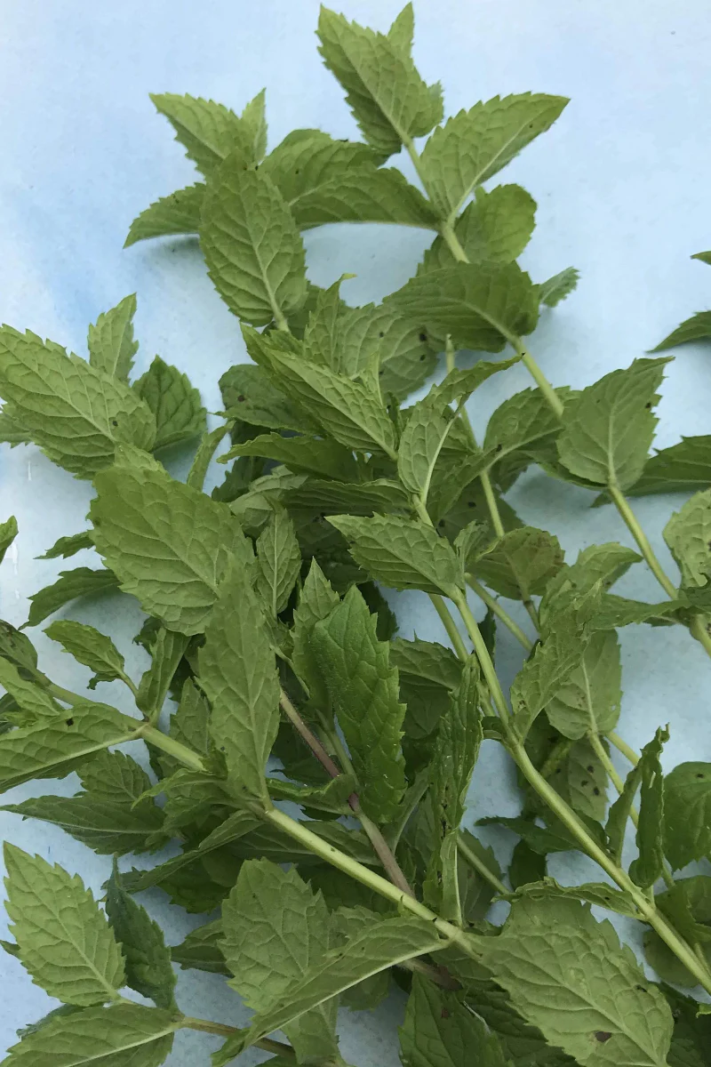 Hudson Valley Seed Co. Mint Seeds - Image 2