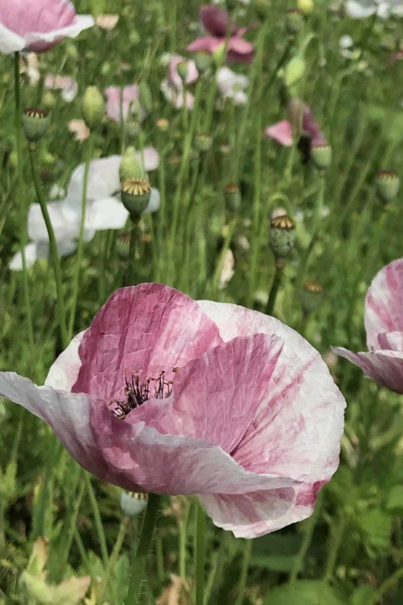 Hudson Valley Seed Co. Mother Of Pearl Poppy Seeds - Image 2