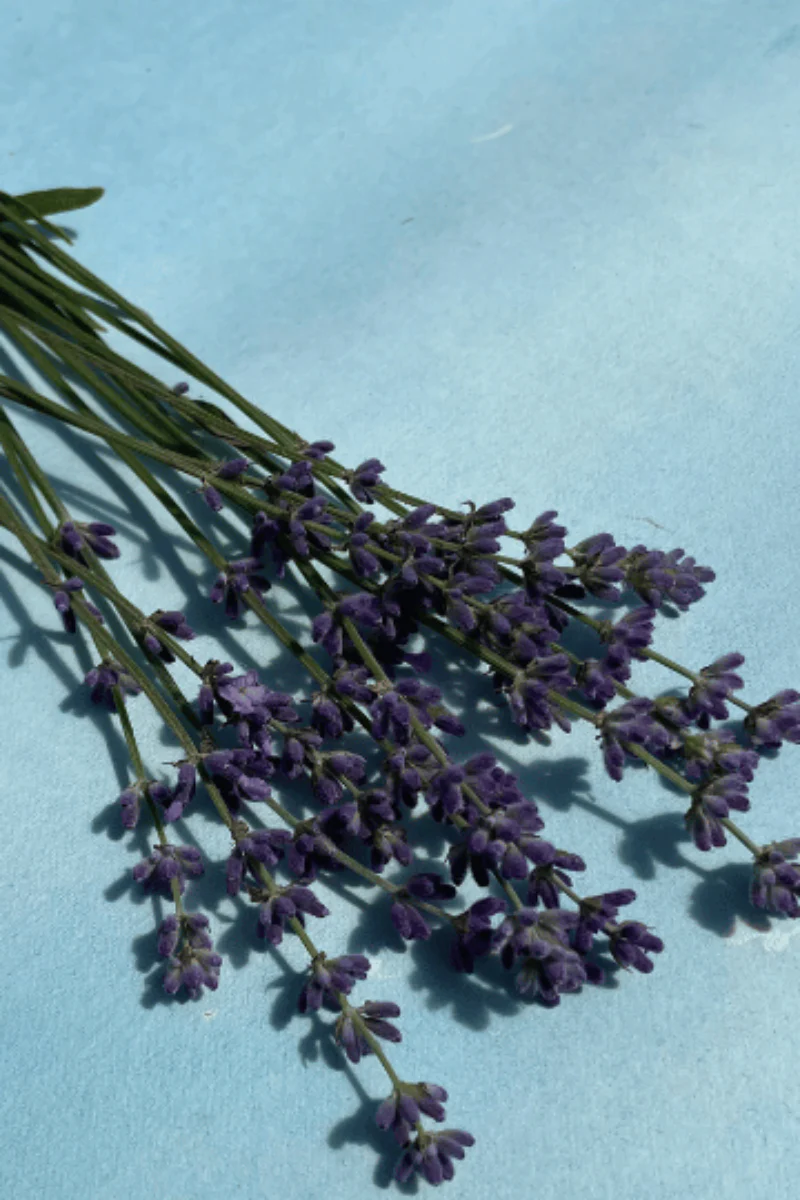 Hudson Valley Seed Co. Munstead Lavender Seeds - Image 2