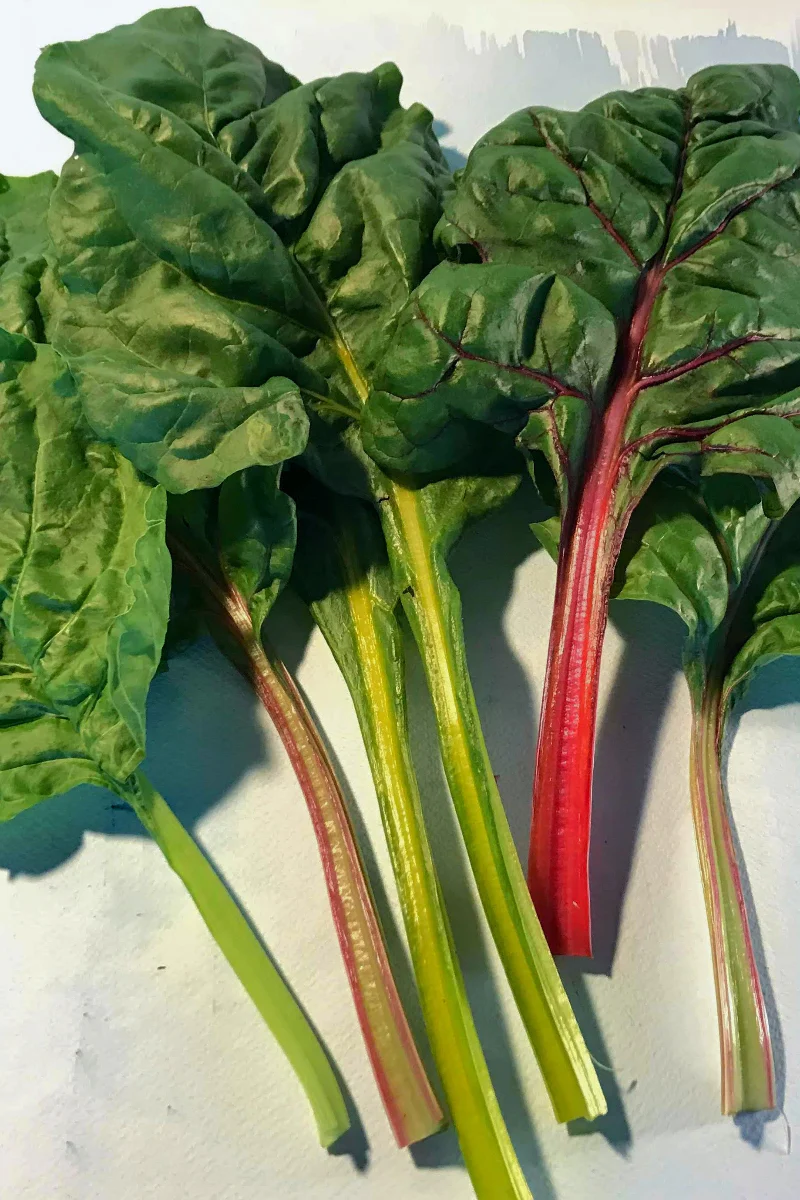 Hudson Valley Seed Co. Rainbow Chard Seeds - Image 2