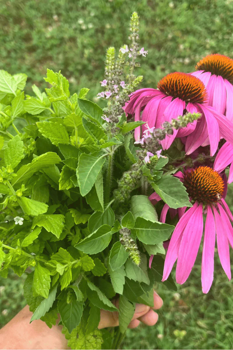 Hudson Valley Seed Co. Tea Garden Mix Seeds - Image 2