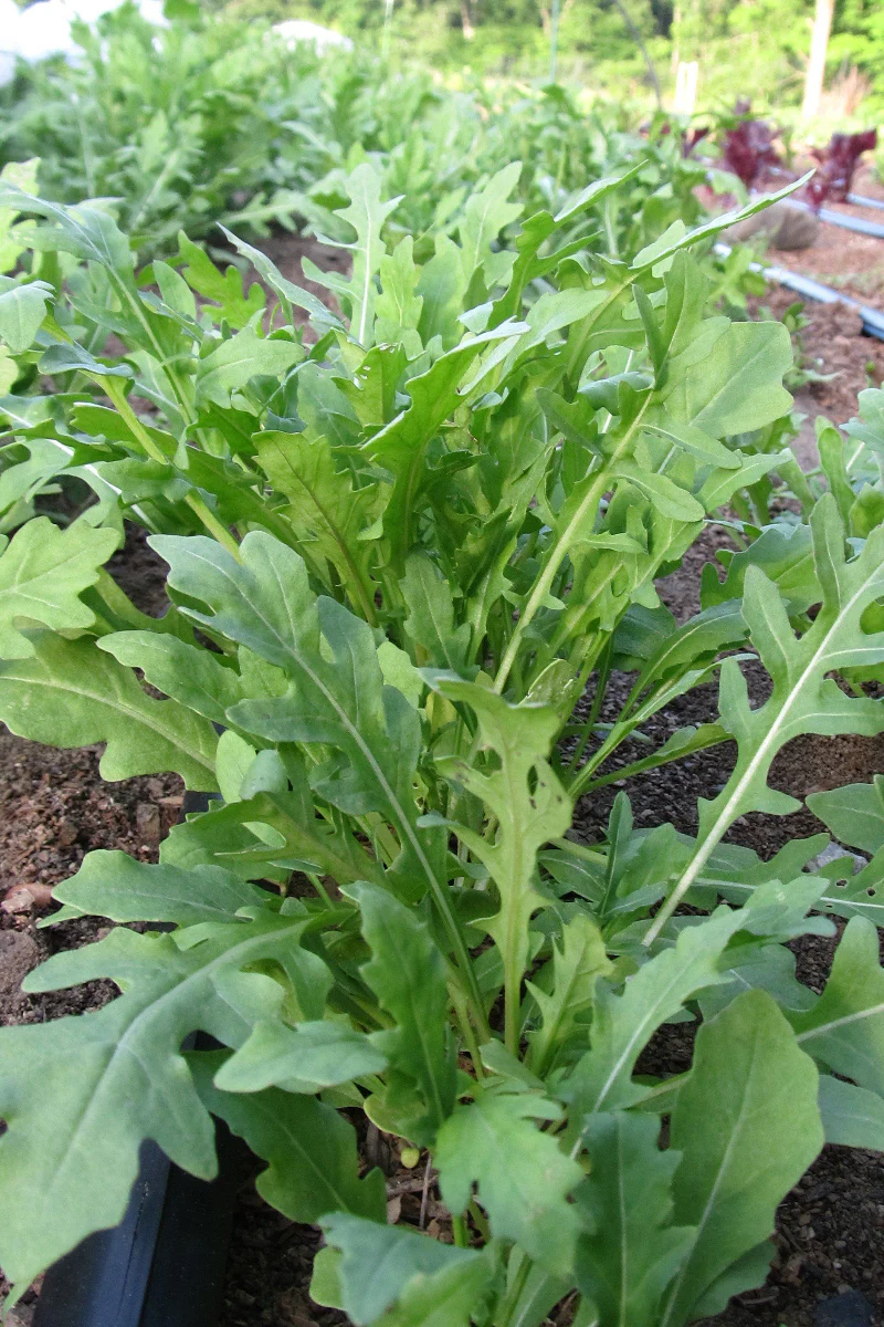 Hudson Valley Seed Co. Wild Arugula Seeds - Image 2