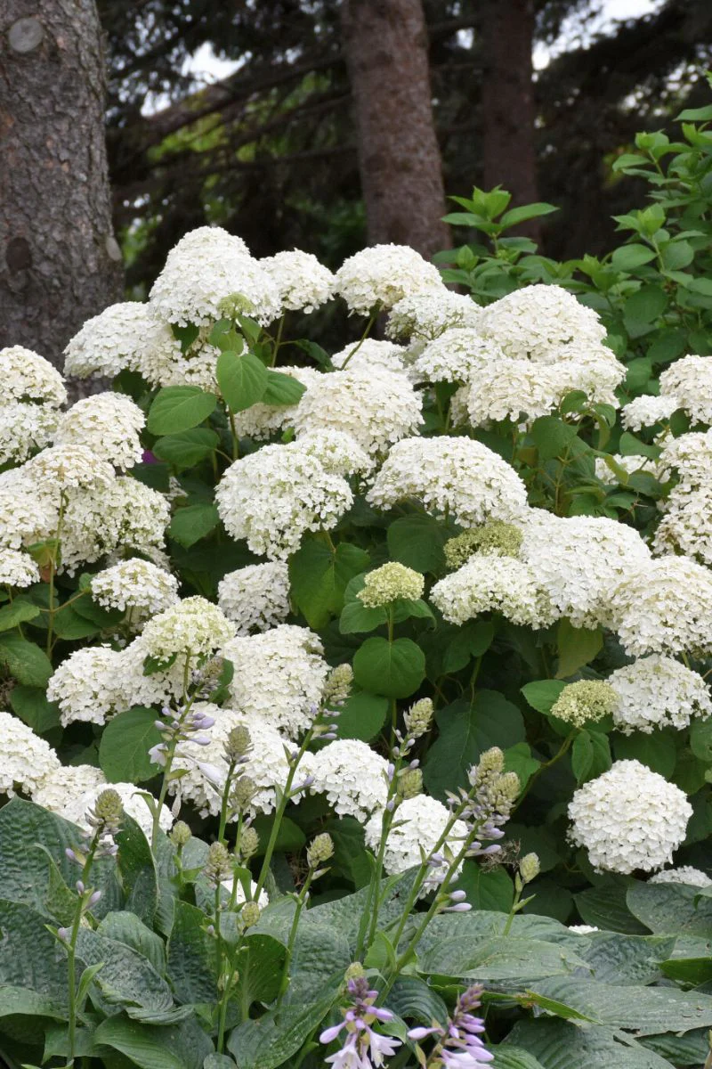 Hydrangea, Annabelle - Image 2