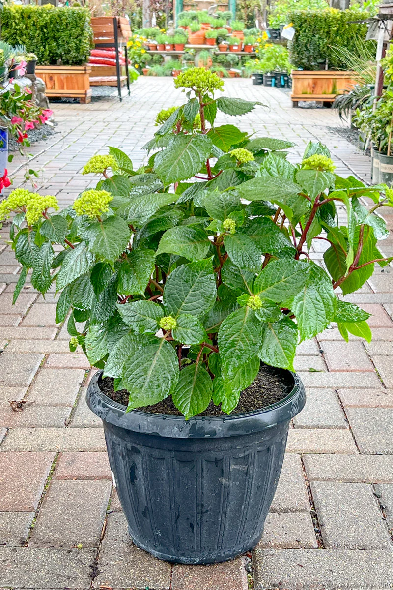 Hydrangea, Bloomstruck - Image 2