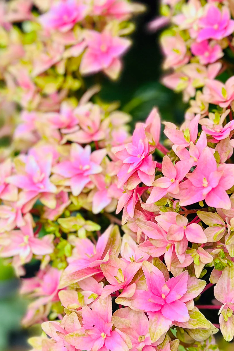 Hydrangea, Florist's Pink 4"