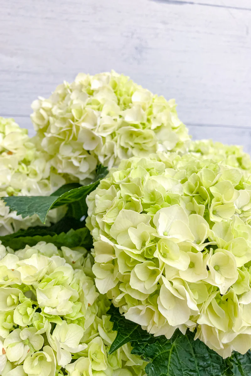 Hydrangea, Florist's White
