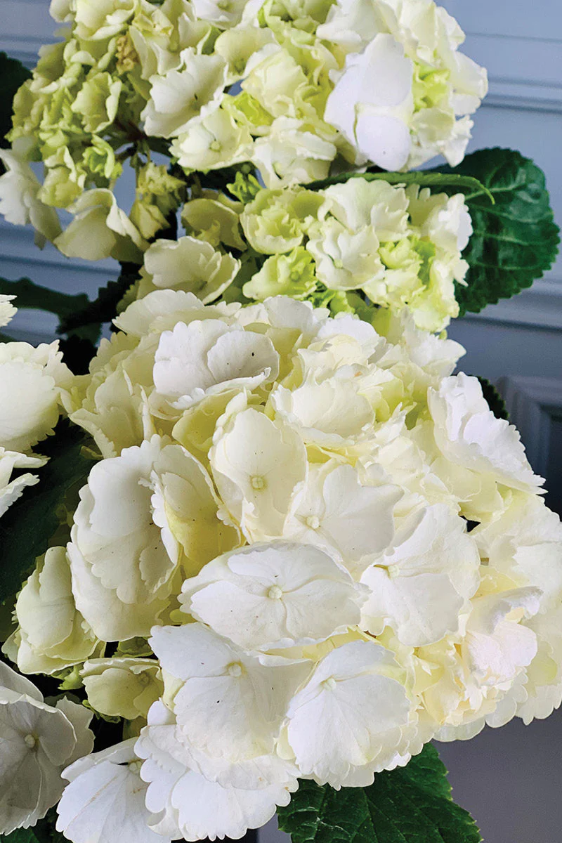 Hydrangea, Florist's White - Image 3