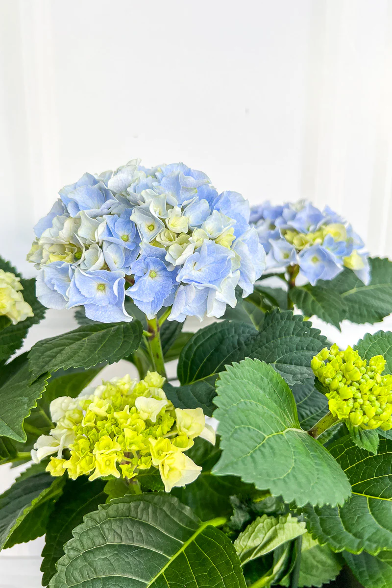 Hydrangea, Florist's Blue 6" - Image 2
