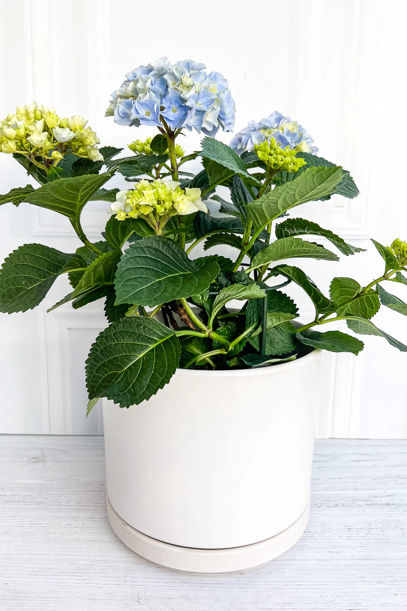 Hydrangea, Florist's Blue 6" - Image 3