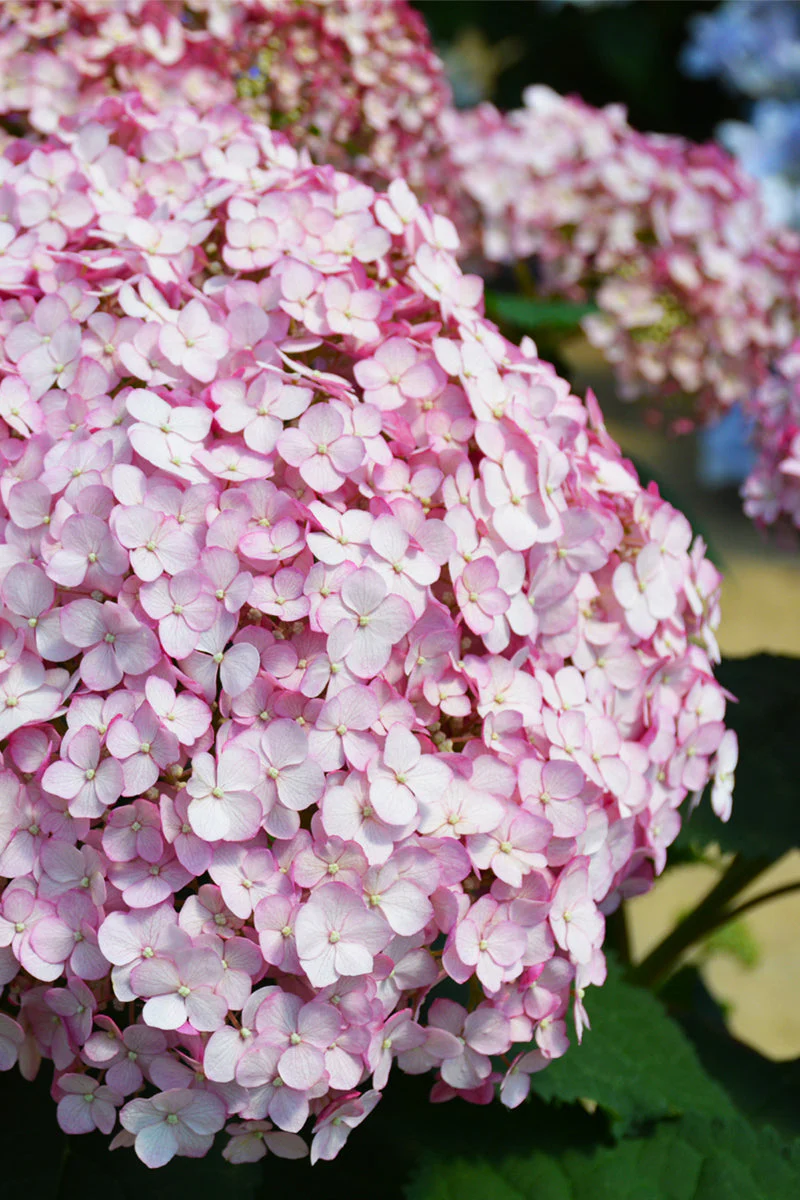 Hydrangea, Incrediball Blush