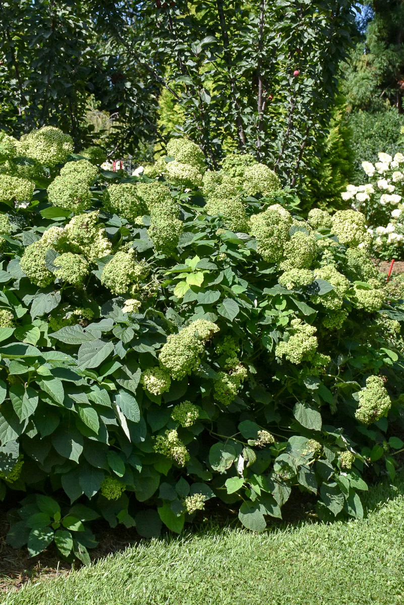 Hydrangea, Invincibelle Sublime - Image 2
