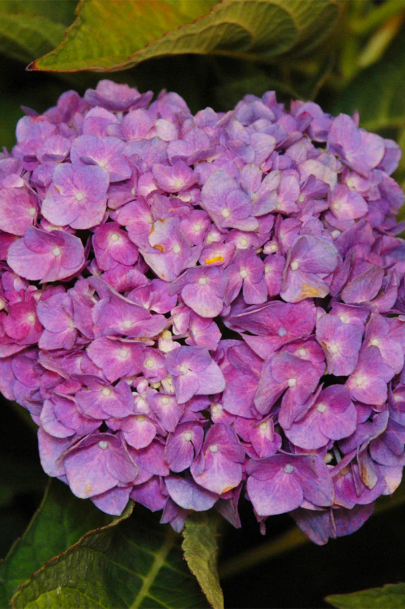 Hydrangea, Let's Dance Rythmic Blue