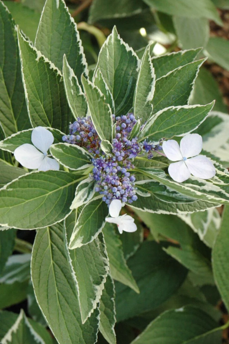 Hydrangea, Light O' Day